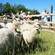 Guest stand on a grassy hillside to glance at sheep